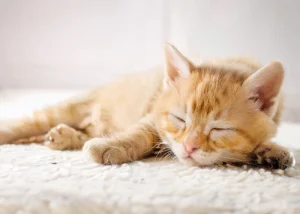 Patim Güvende – Evcil Hayvan Sigortası